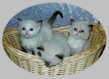 Ragdoll Kittens from Rose Hill Rags